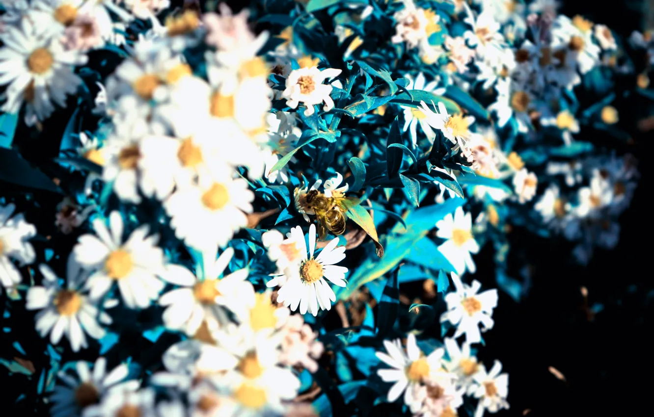 Фото обои Макро, Цветы, Пчела