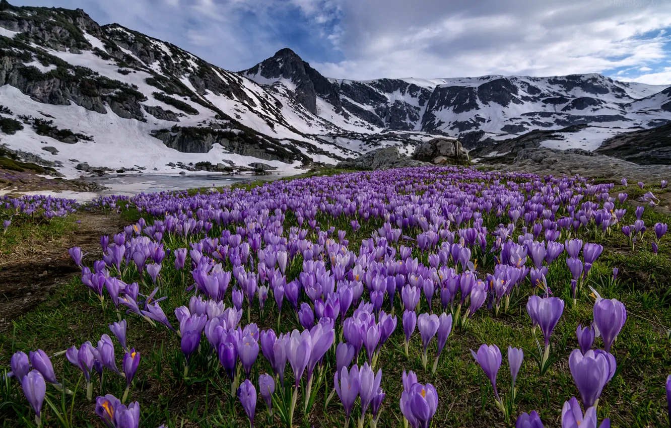 Фото обои цветы, горы, луг, крокусы, Болгария, Bulgaria, Rila National Park, Национальный парк Рила