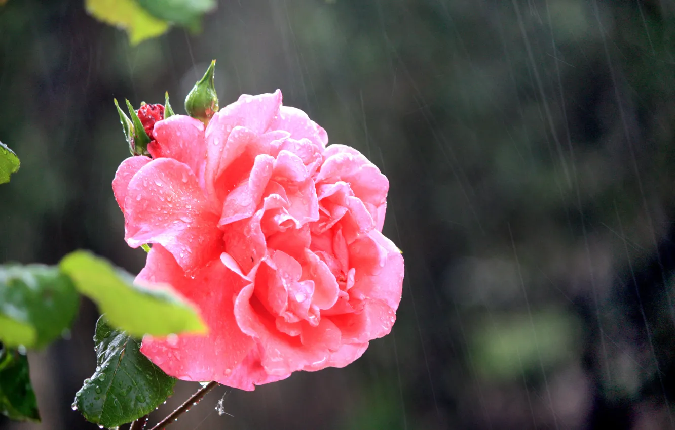 Фото обои Дождь, Rain, Розовая роза, Pink rose