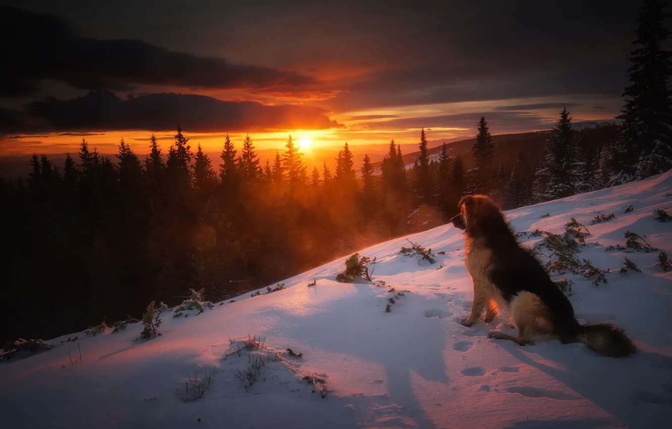 Фото обои зима, лес, снег, закат, природа, собака, ели, пёс