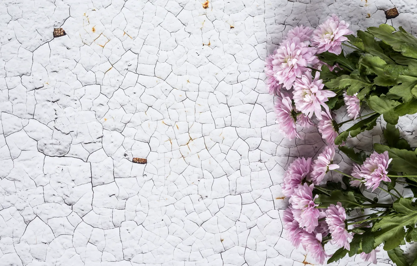 Фото обои цветы, фон, розовые, хризантемы, wood, pink, flowers, violet