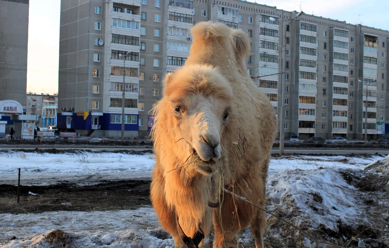 Фото обои зима, снег, город, дома, верблюд, двугорбый