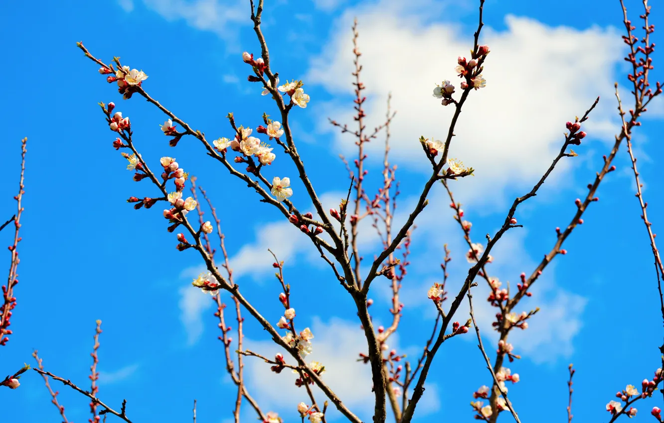 Фото обои ветки, дерево, весна, абрикос, цветение