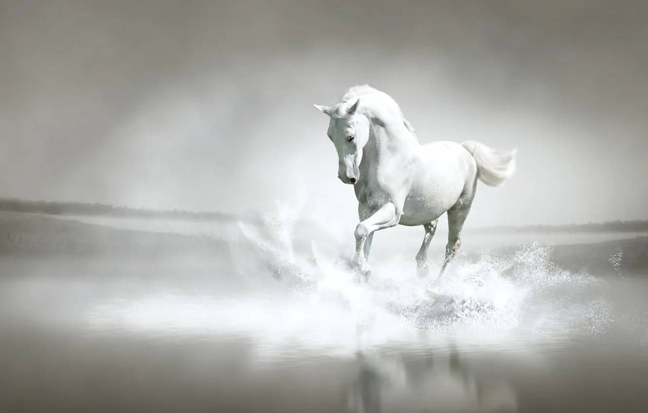 Фото обои вода, брызги, река, берег, лошадь, бег