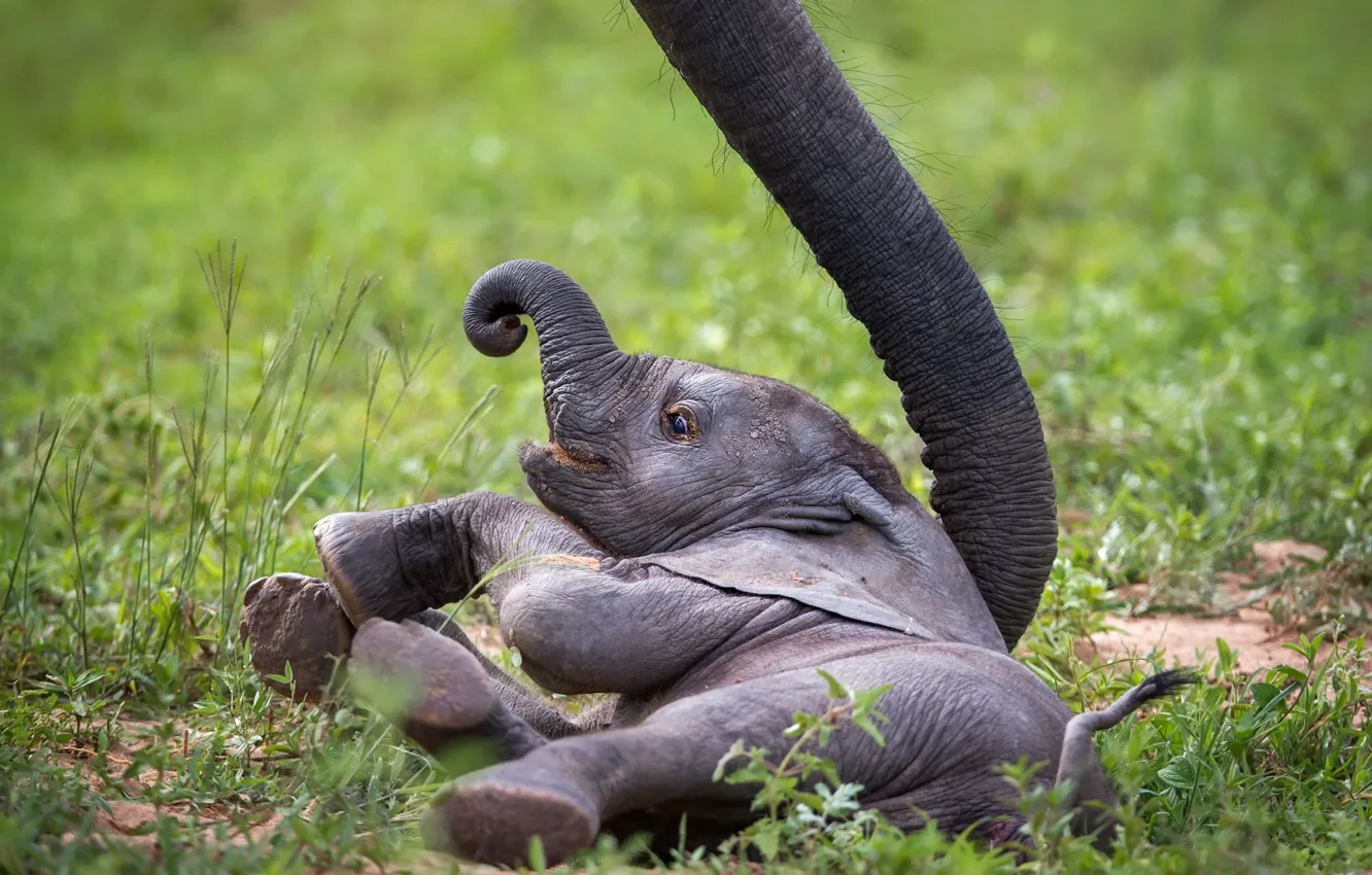 Фото обои слон, Baby Elephant, слонёнок, Zambia, African Wildlife