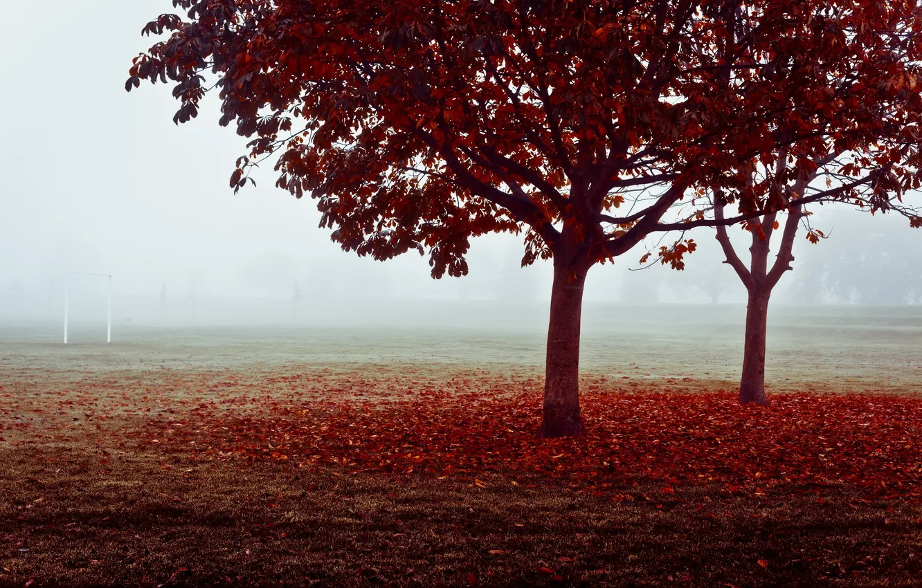 Фото обои поле, осень, туман, ворота