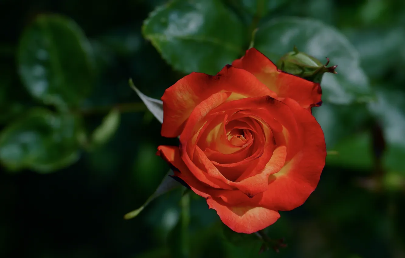 Фото обои роза, оранжевая, лепестки, бутон, цветение
