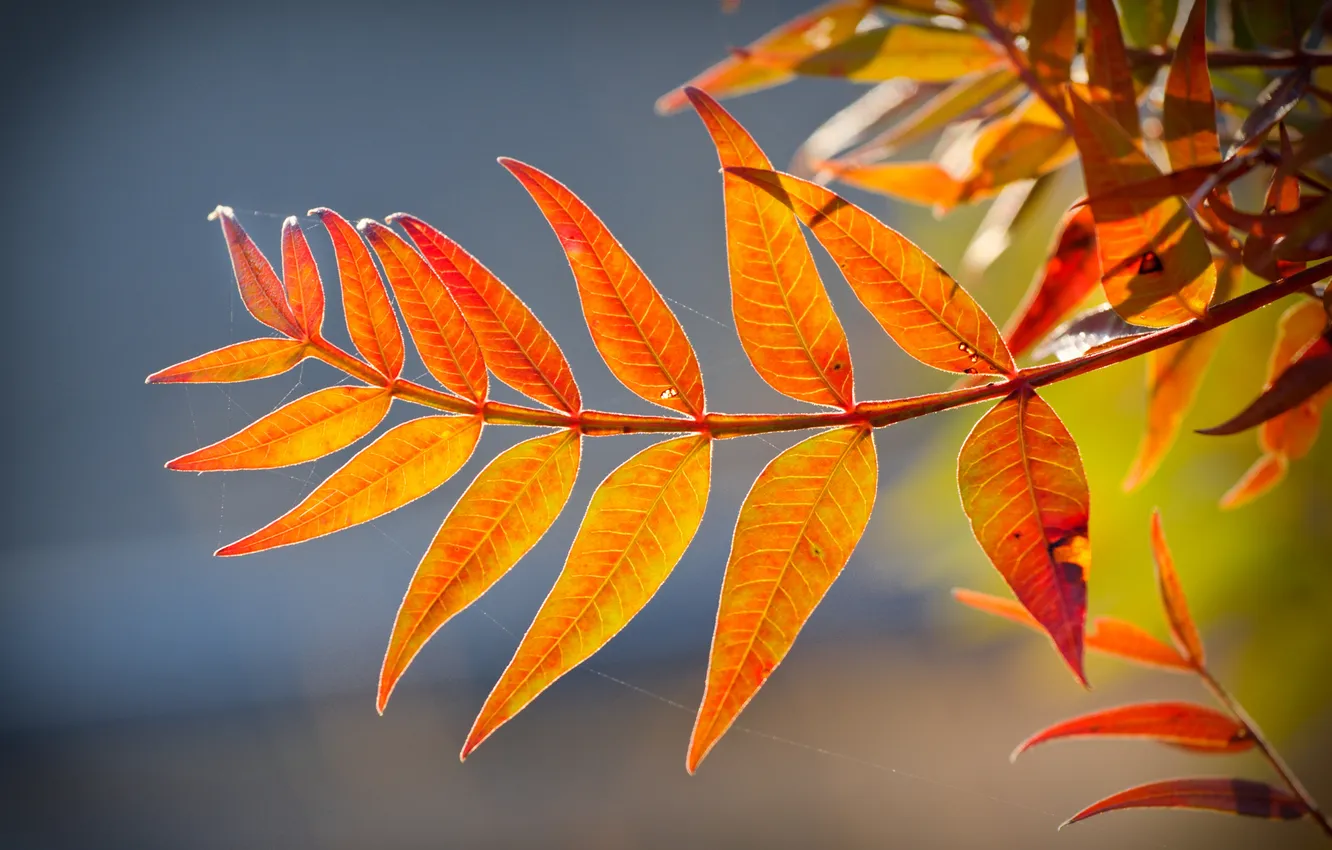 Фото обои осень, листья, паутина, ветка