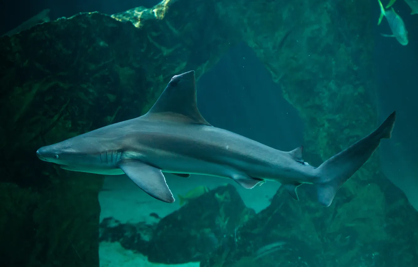 Фото обои sandbar shark, elasmobranchii, one fish, selachimorpha, thickskin shark