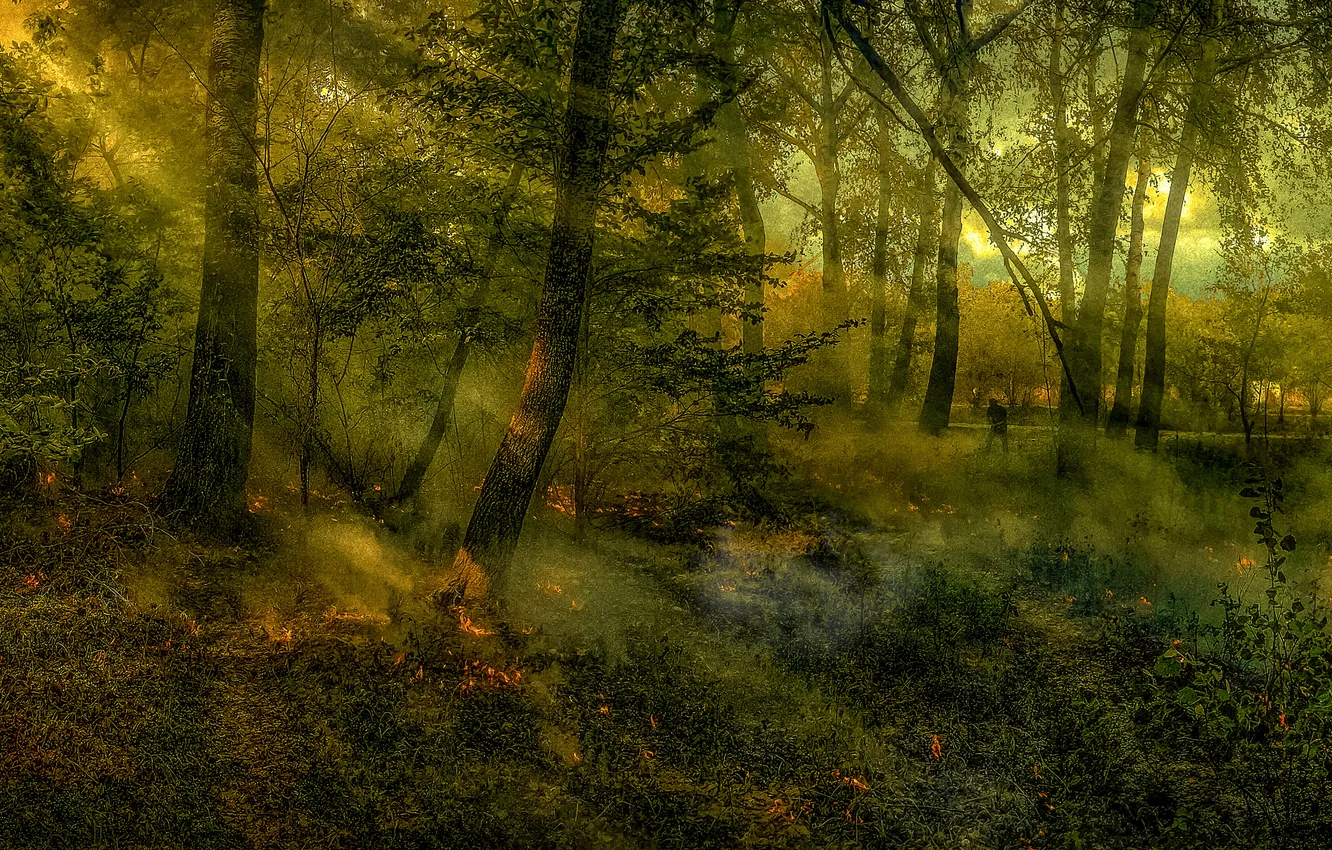 Фото обои fire, forest, Heat