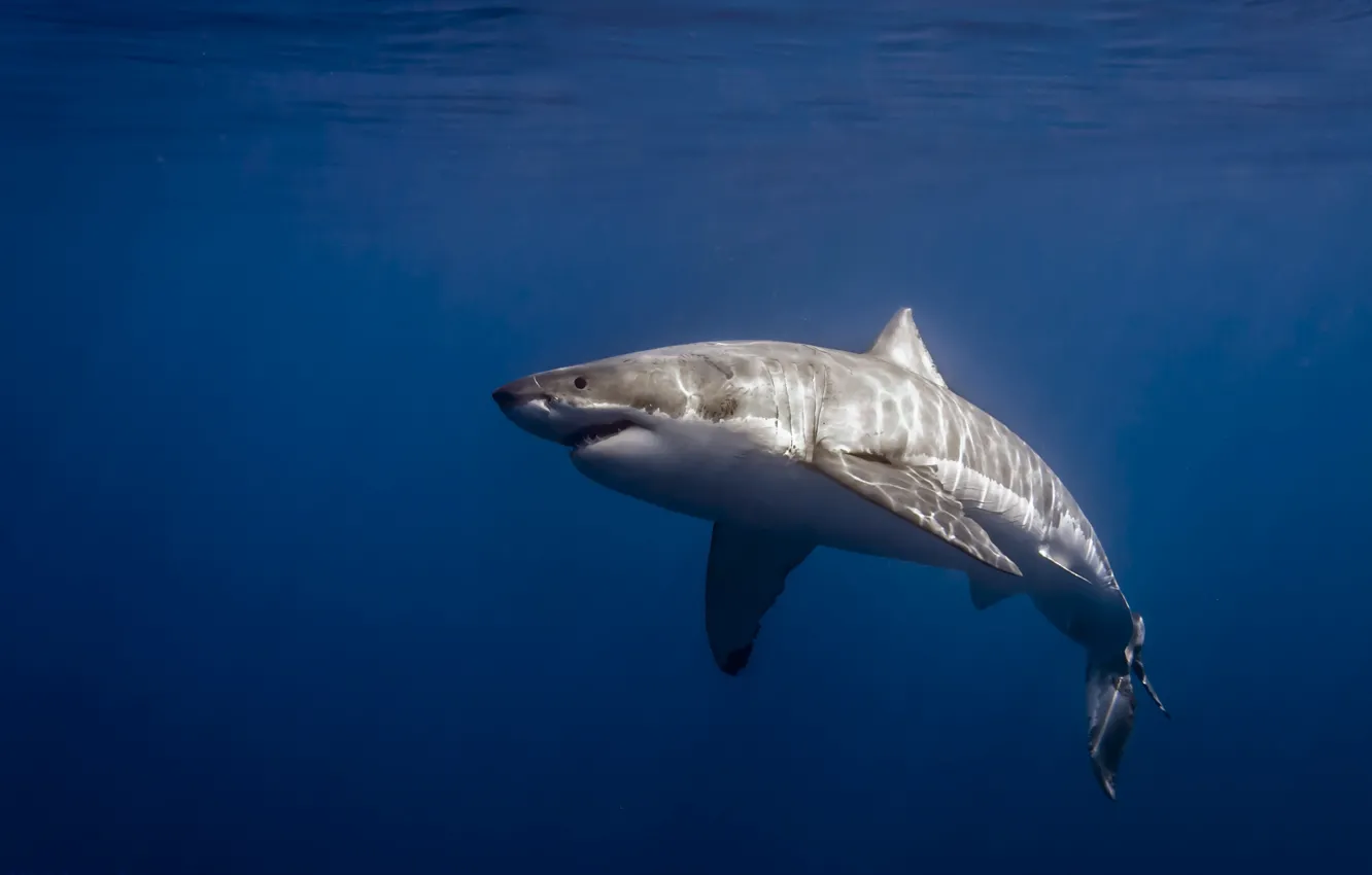 Фото обои Mexico, Isla de Guadalupe, Carcharodon carcharias, Great White Shark