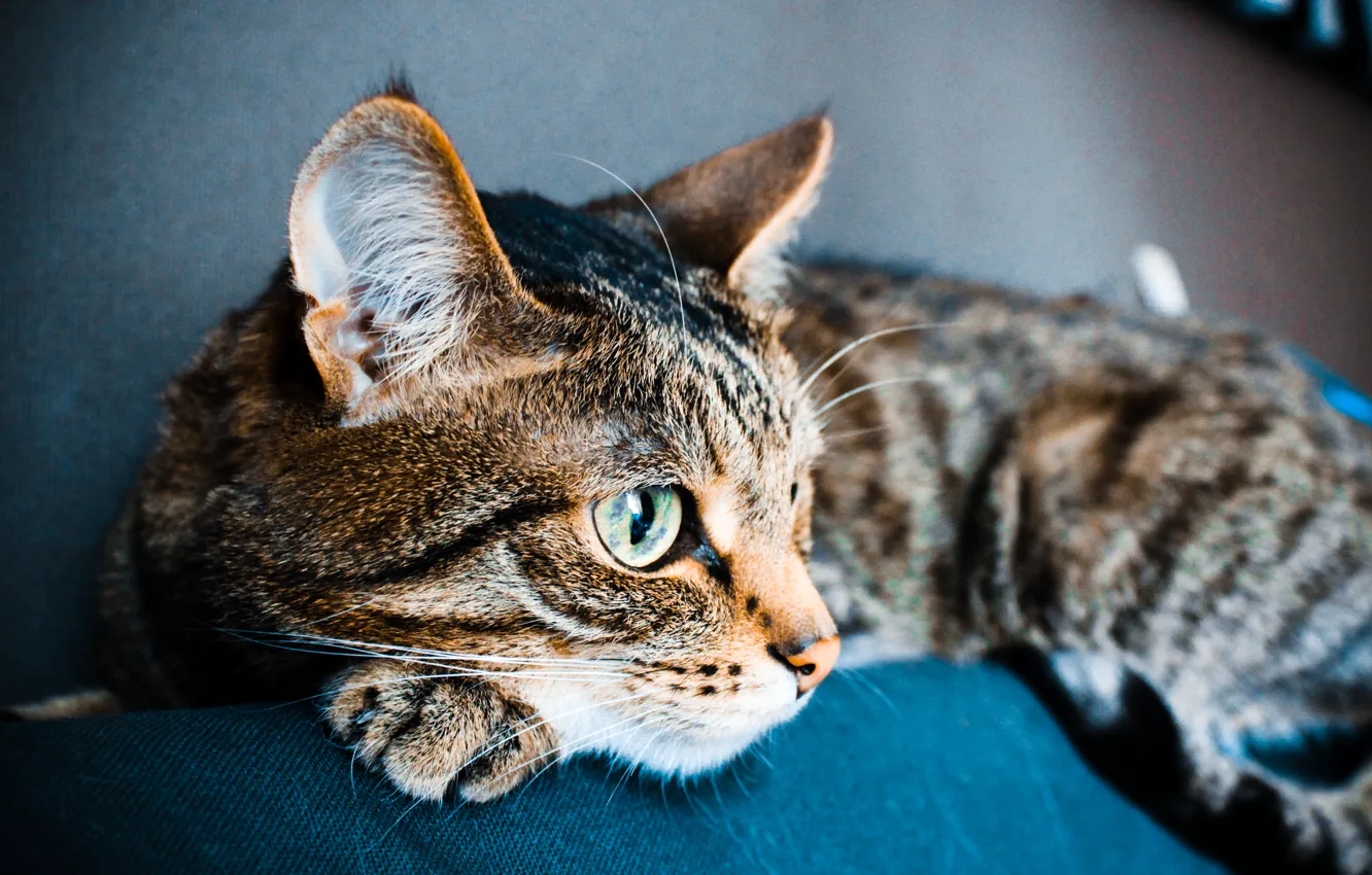 Фото обои кошка, кот, cat, animal