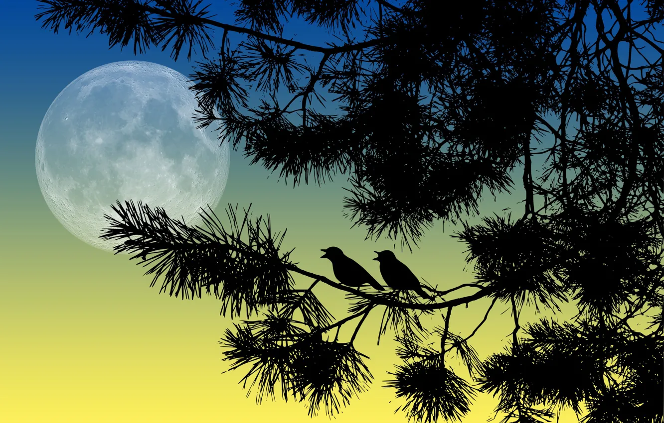 Фото обои птицы, ночь, ветки, луна, силуэты