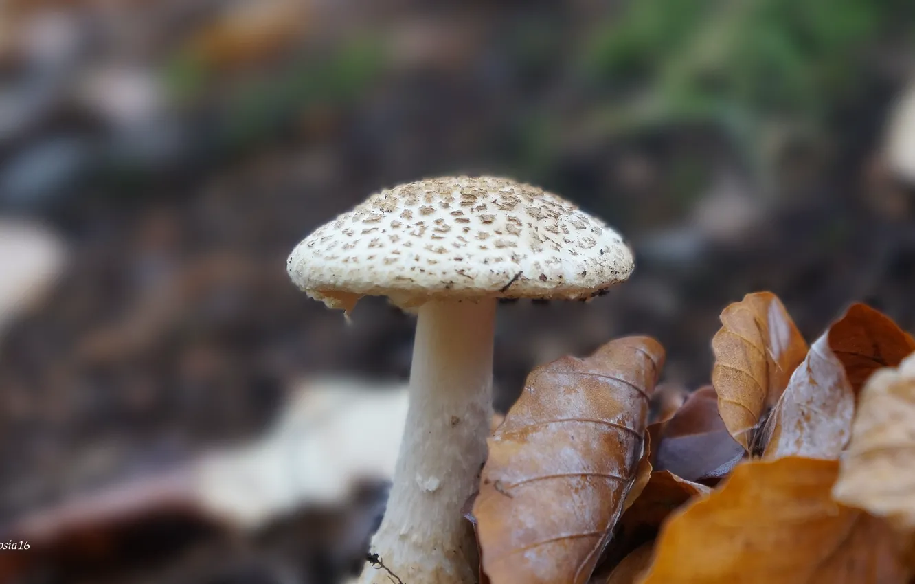 Фото обои forest, plant, mashroom
