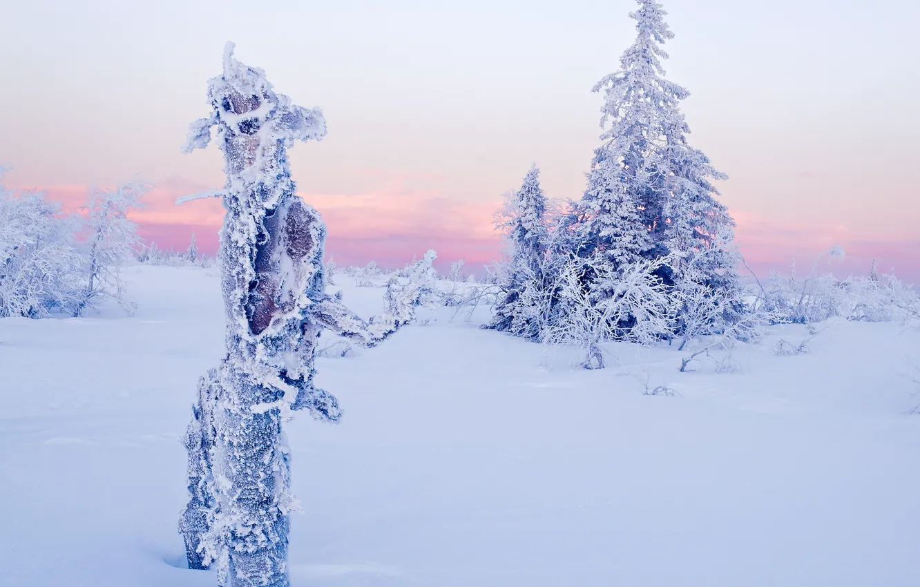 Фото обои зима, небо, облака, снег, деревья, ель