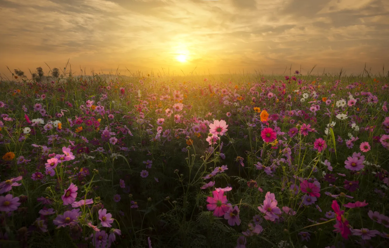 Фото обои поле, космос, закат, цветы, космея