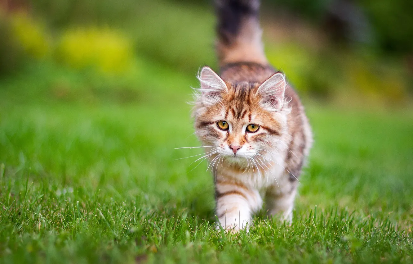 Фото обои трава, котёнок, Сибирская кошка