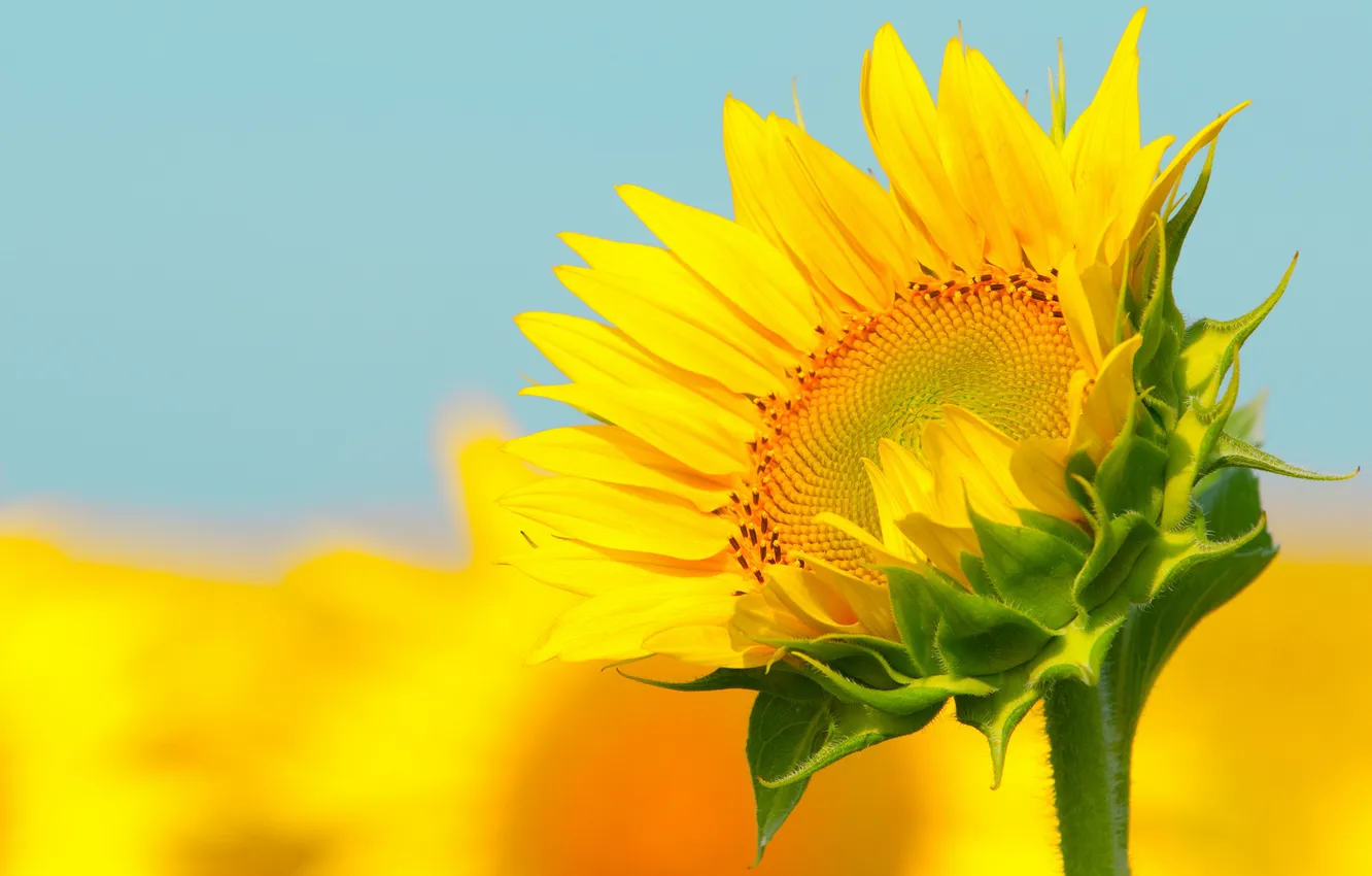 Фото обои sky, field, sunflower