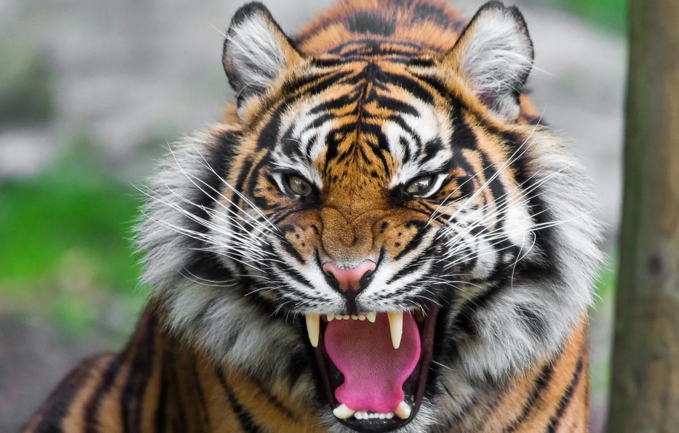 Фото обои big cat, animal themes, one animal, .tiger beautiful desktop