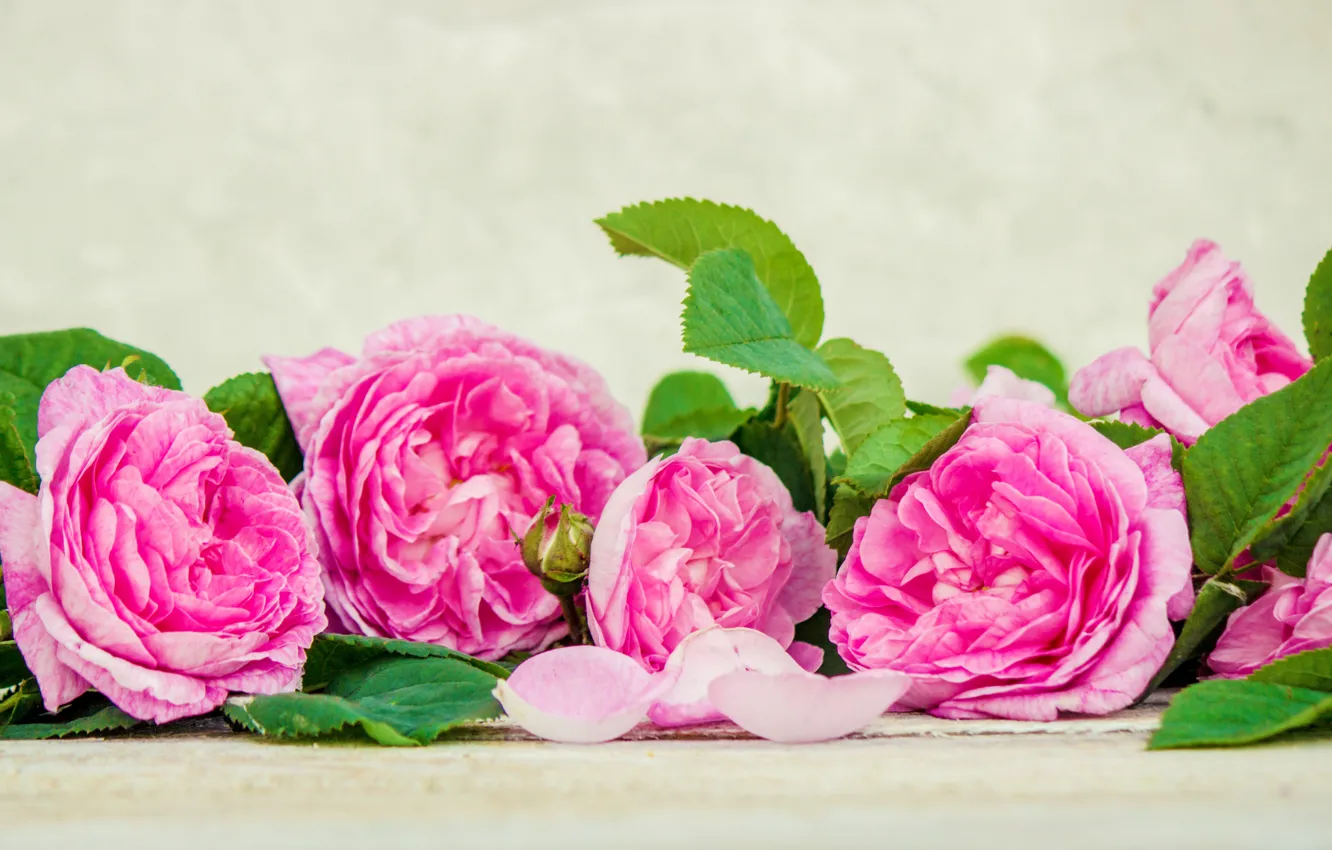 Фото обои цветы, розы, лепестки, розовые, wood, pink, flowers, petals