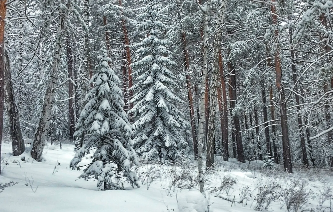 Фото обои зима, лес, снег, елка