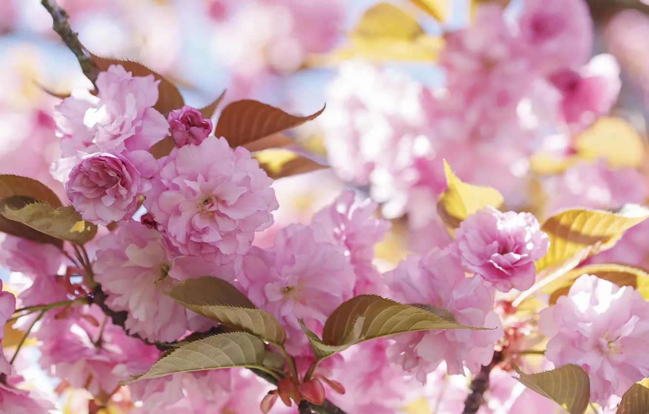 Фото обои розовый, красота, весна, сакура, цветение
