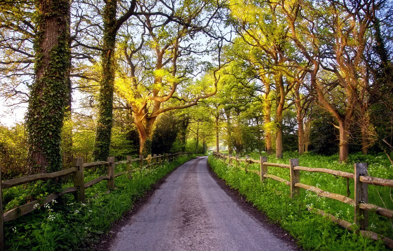 Фото обои дорога, деревья, забор