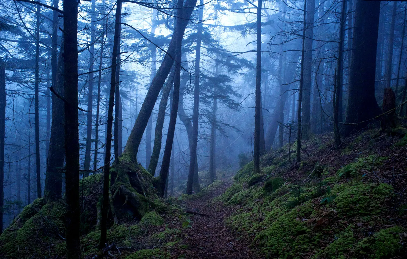 Фото обои лес, деревья, природа, туман, США, тропинка, Great Smoky Mountains
