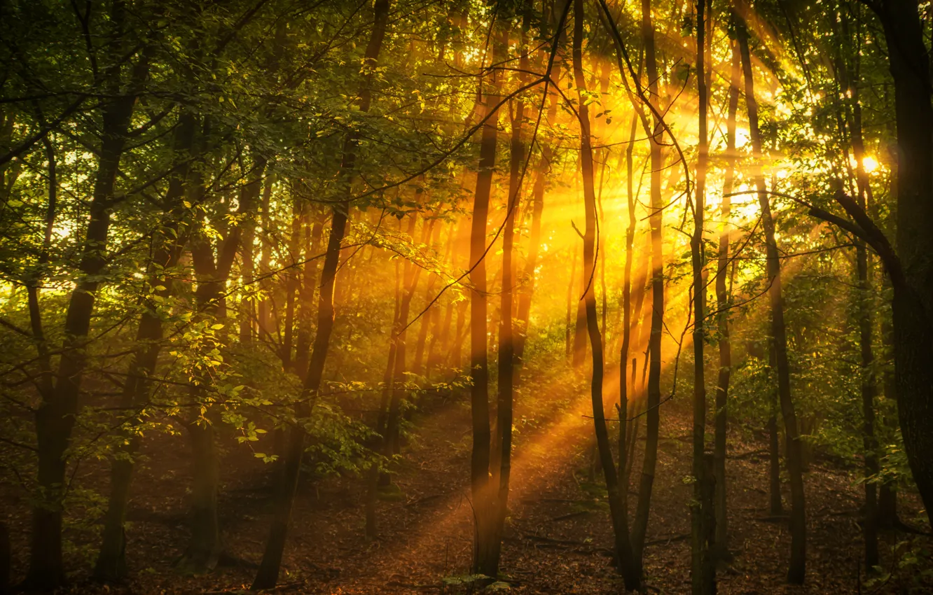 Фото обои лес, деревья, лучи солнца