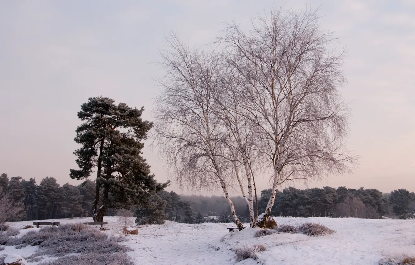 Фото обои зима, снег, деревья, пейзаж, природа, береза, лавочки