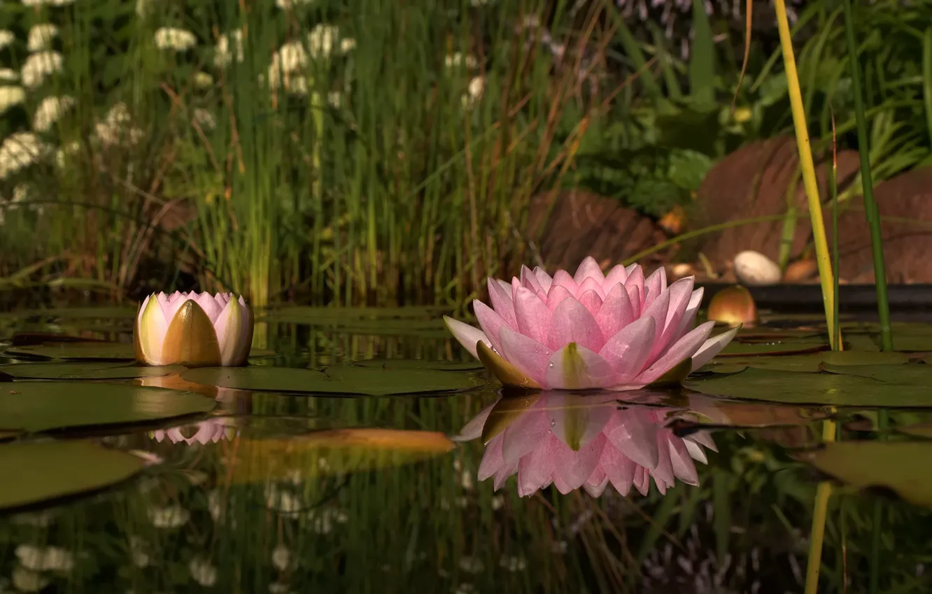 Фото обои цветок, природа, озеро, розовый, лепестки, кувшинка, водная лилия