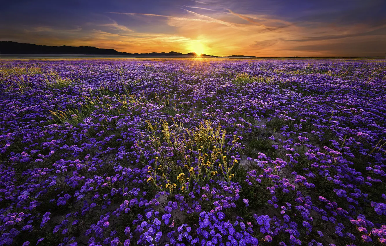 Фото обои поле, солнце, пейзаж, закат, цветы, природа