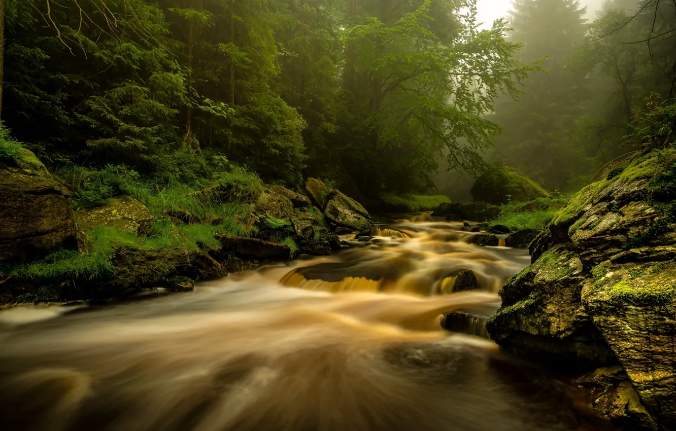 Фото обои лес, природа, река