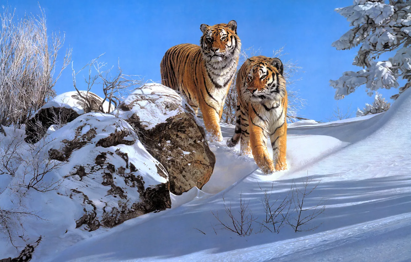 Фото обои зима, снег, пара, тигры, два, два тигра, Simon Combes