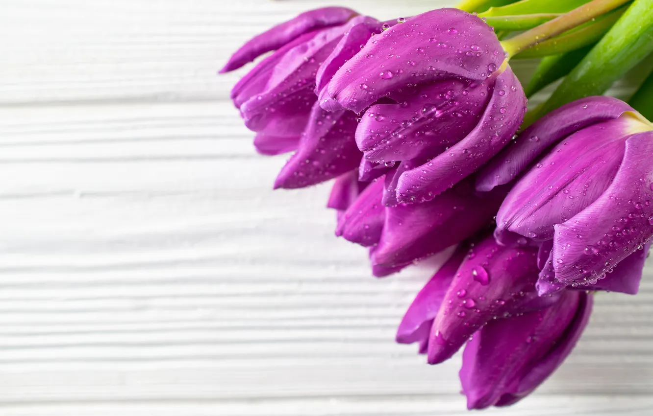 Фото обои цветы, букет, тюльпаны, flowers, tulips, spring, purple, with love