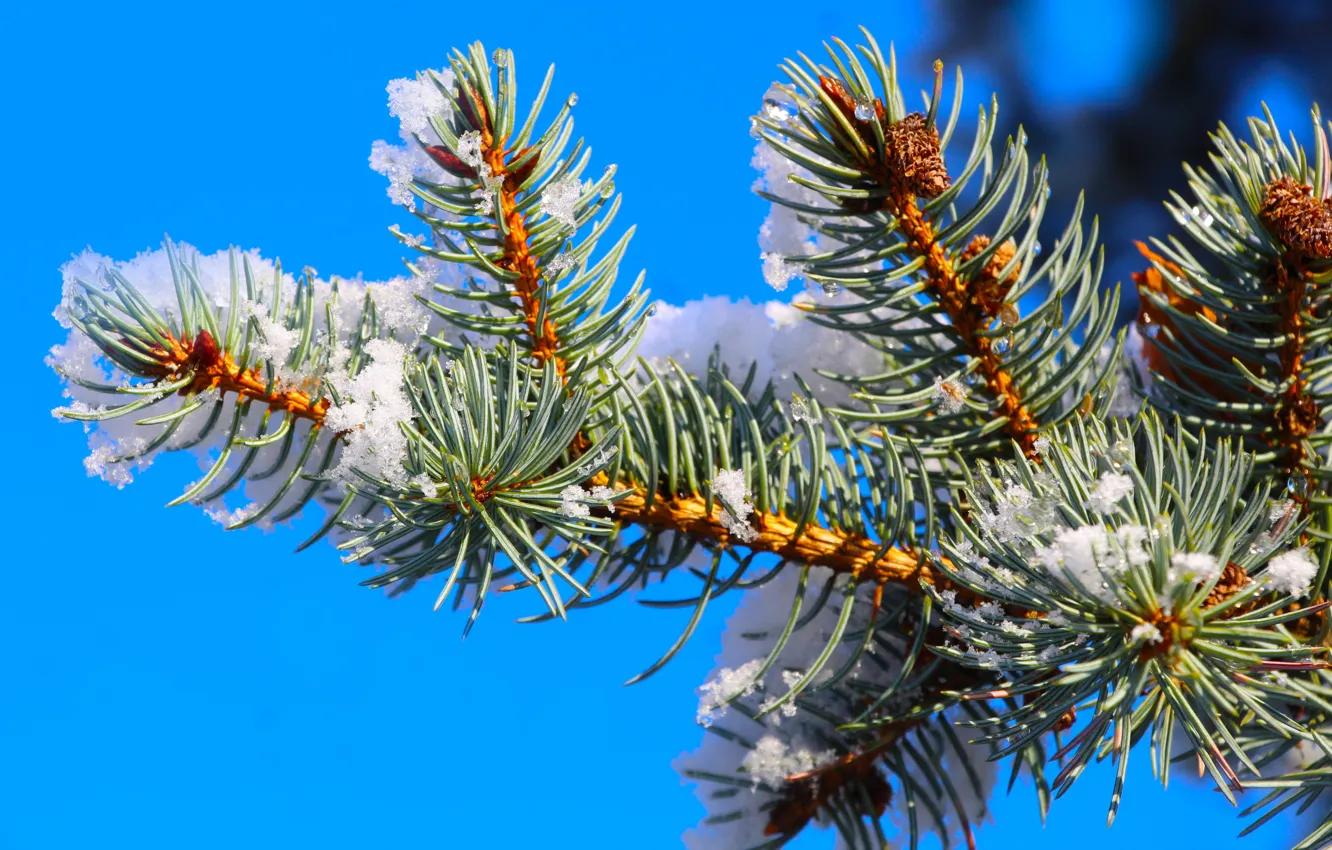 Фото обои forest, winter, snow, spruce, twig
