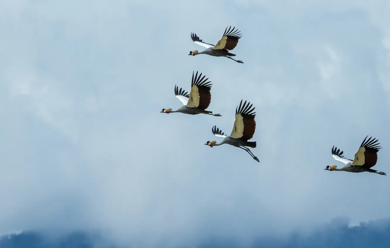 Фото обои birds, Africa, Cranes