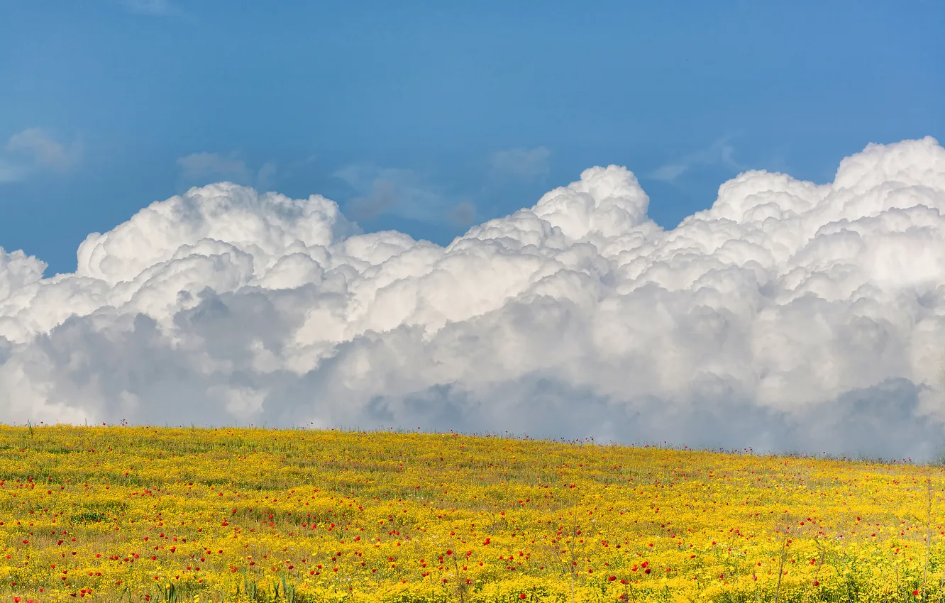 Фото обои поле, облака, пейзаж, цветы, тучи, маки