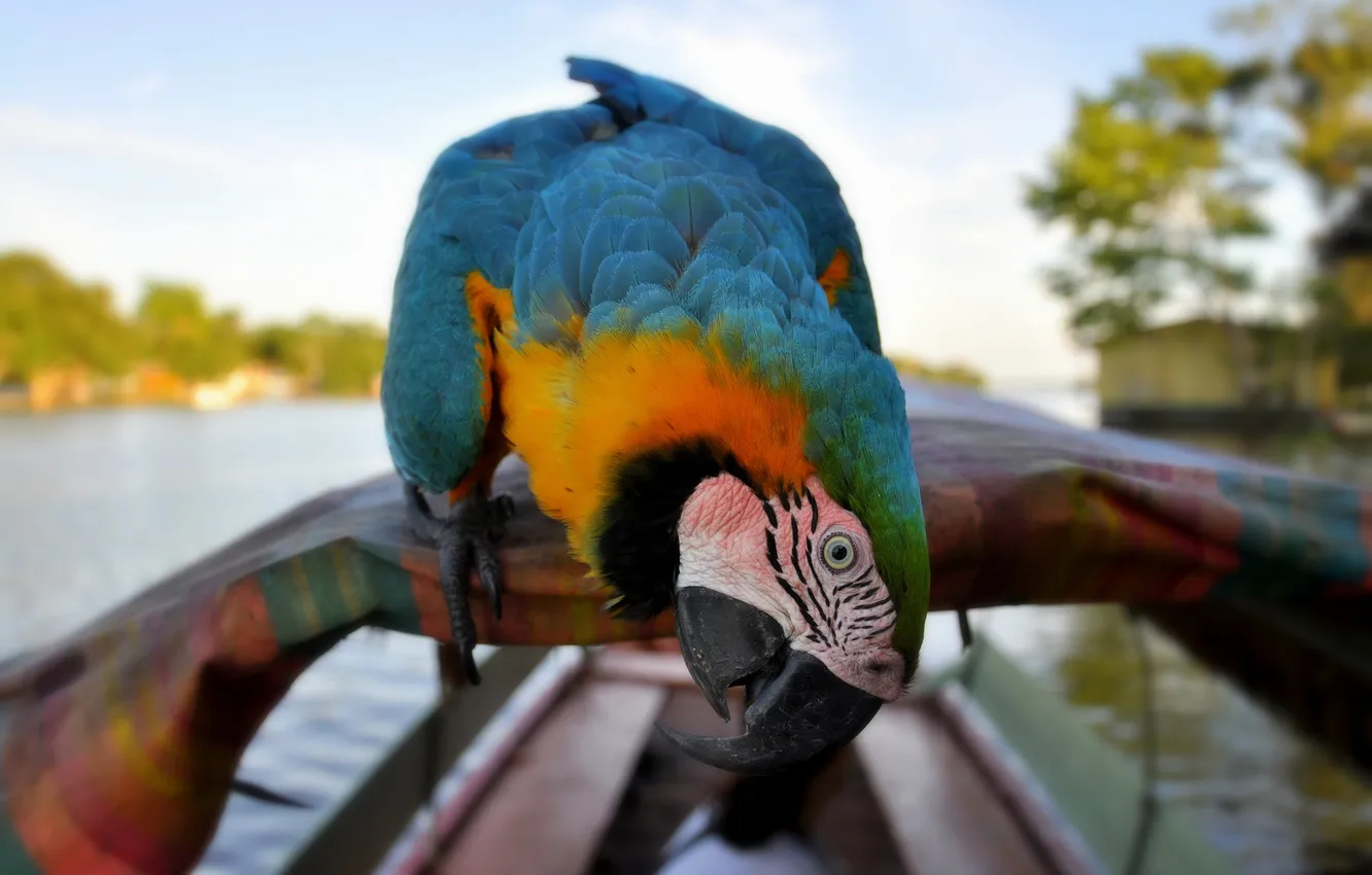 Фото обои природа, птица, лодка, перья, клюв, размытость, попугай, раскраска