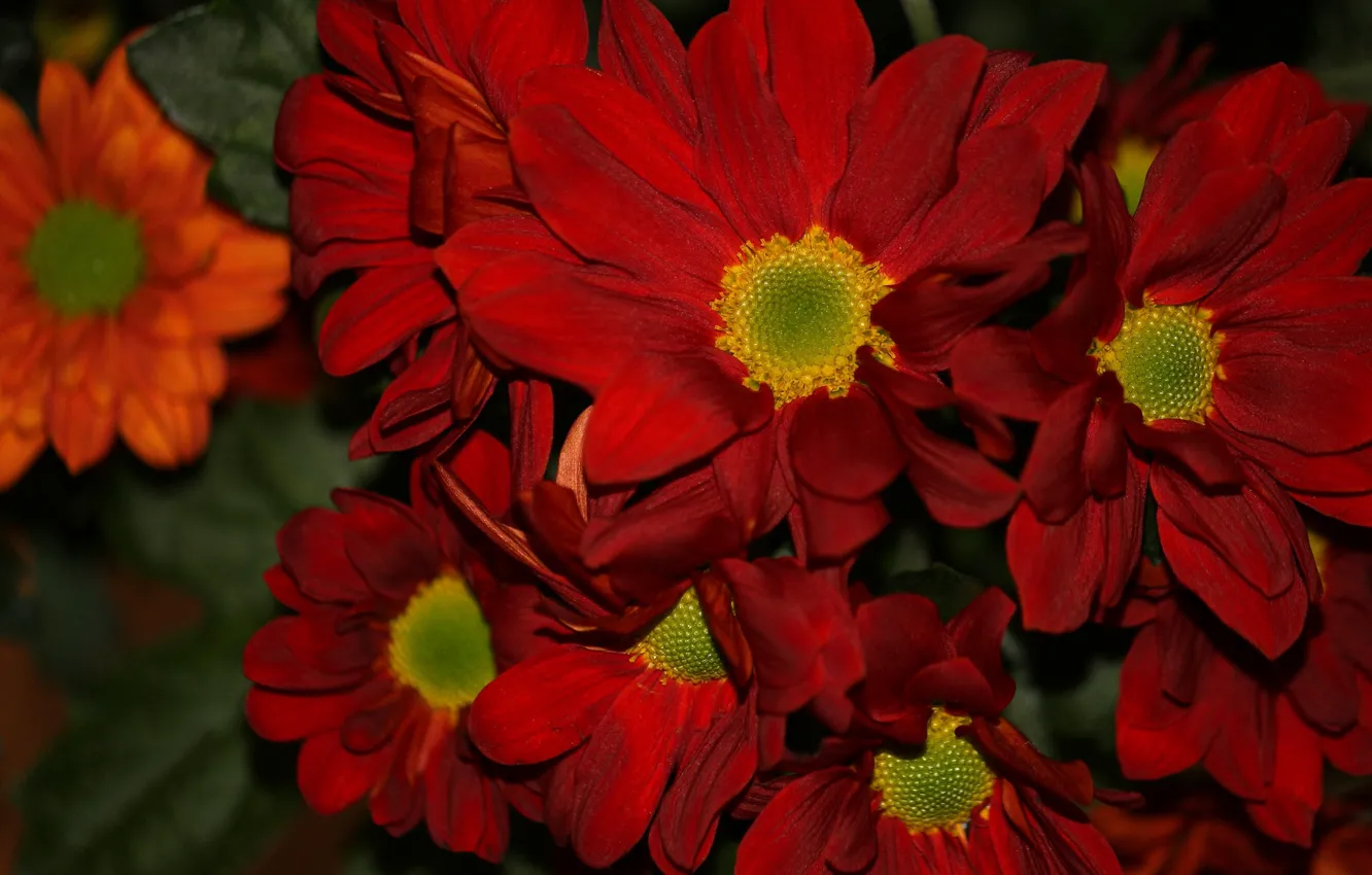 Фото обои лепестки, красные, хризантемы