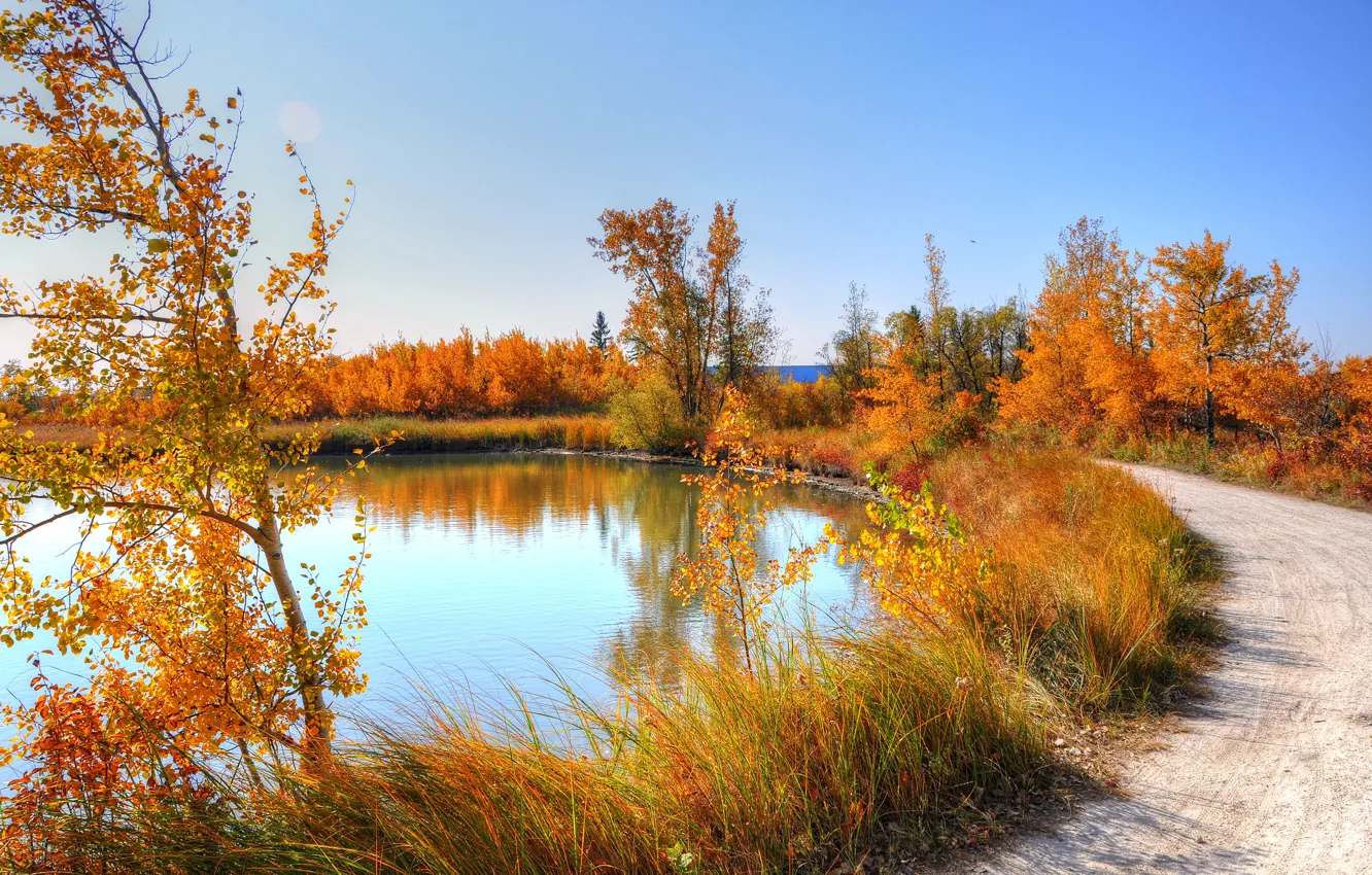 Фото обои дорога, осень, небо, трава, листья, деревья, природа, пруд