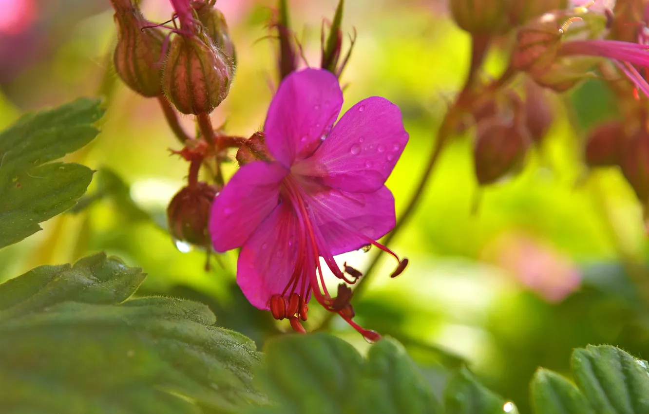 Фото обои Капли, Drops, Розовый цветок, Pink flower