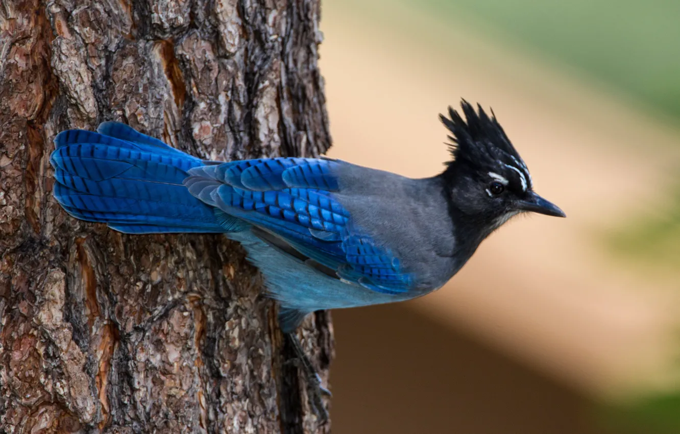 Фото обои природа, дерево, птица, стеллерова черноголовая голубая сойка