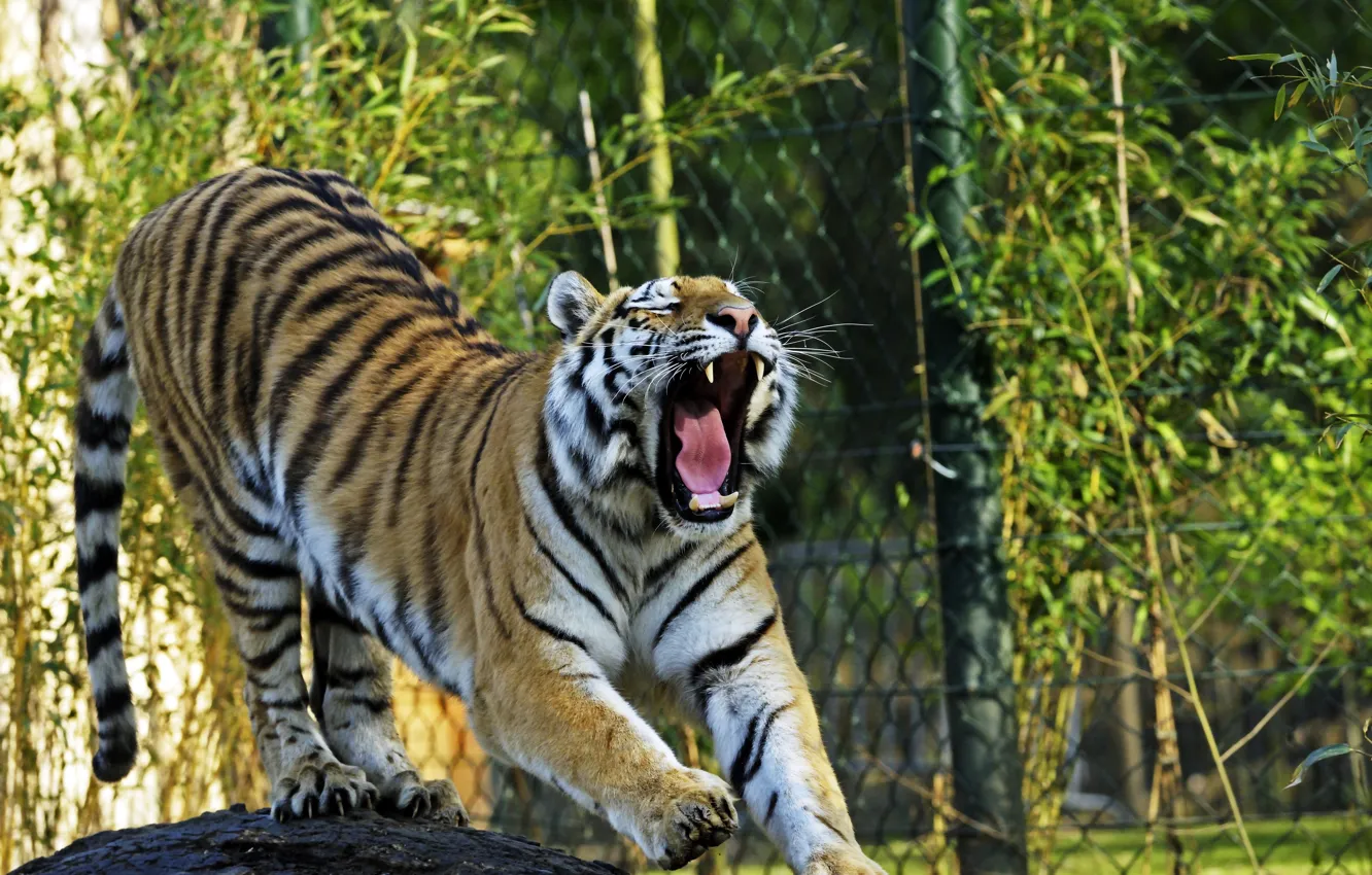 Фото обои кошка, тигр, пасть, зевает, амурский