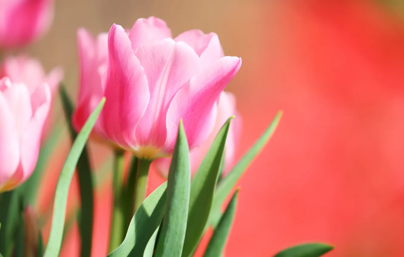 Фото обои макро, розовый, тюльпан