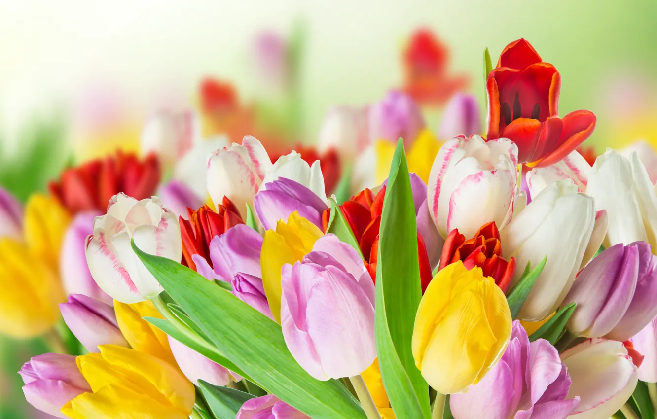 Фото обои цветы, colorful, тюльпаны, tulips, spring