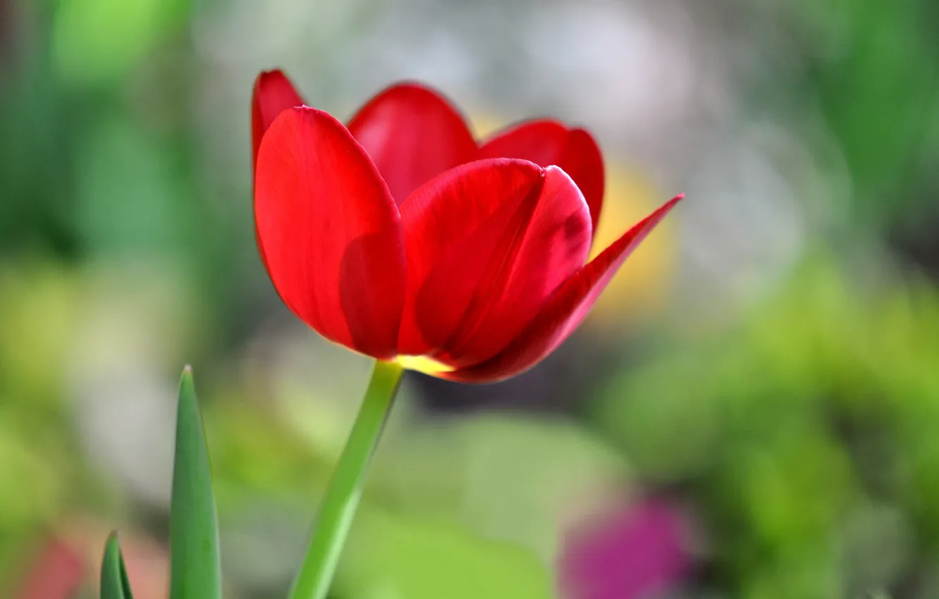 Фото обои макро, природа, тюльпан, весна, лепестки