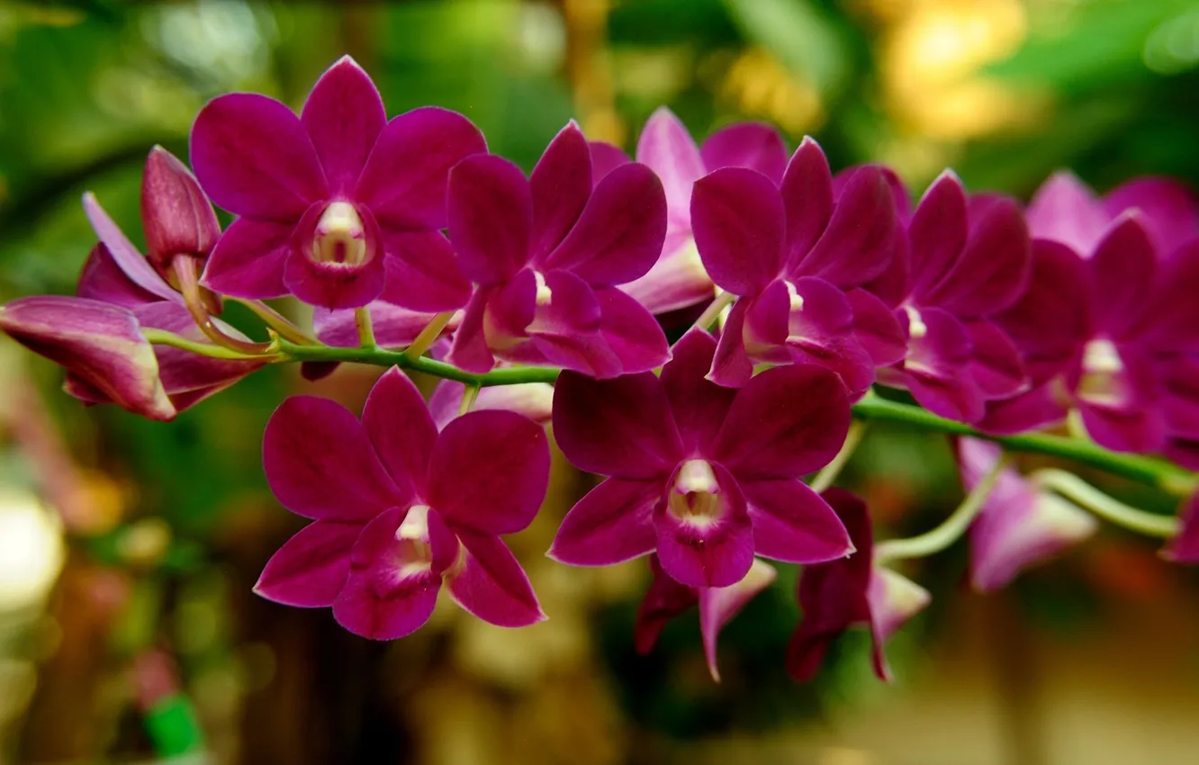 Фото обои цветы, цветение, орхидея