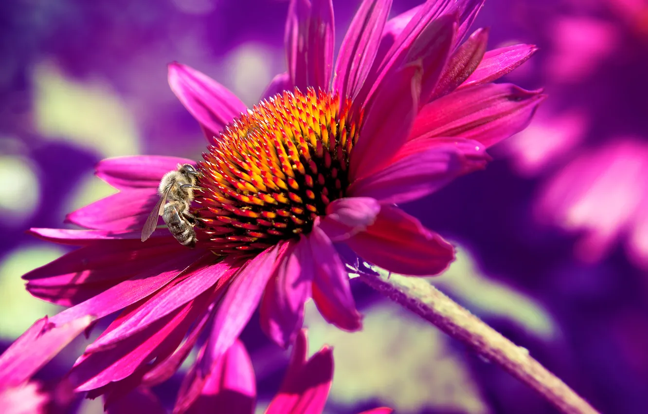 Фото обои цветок, макро, природа, пчела