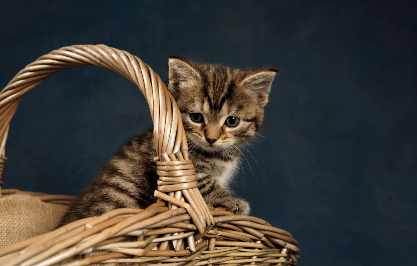 Фото обои кошка, котёнок, корзинка, полосатый